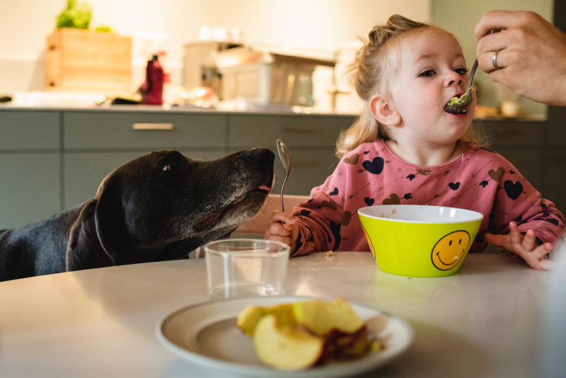 simonadietiker-7505250 Kleinkind wird vom Vater mit Löffel am Tisch gefüttert während dem Hund den Löffel des Kindes abschleckt